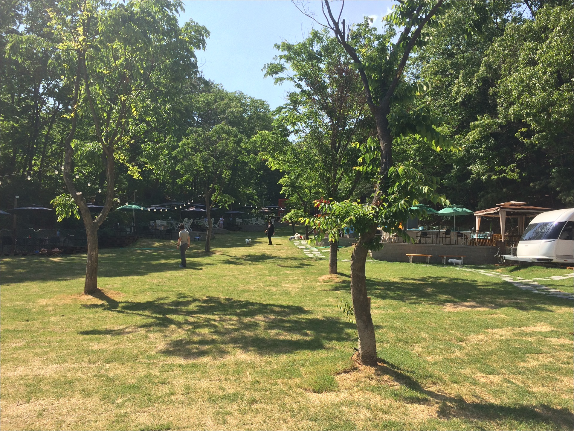 용인 애견운동장 컨츄리독 힐링파크
