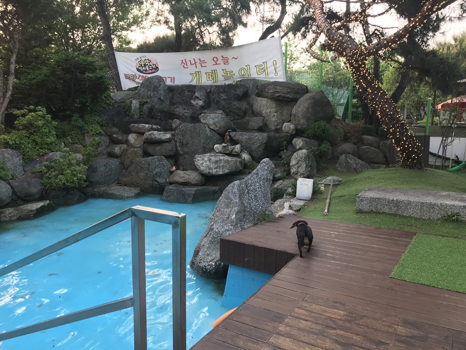 남양주 애견동반식당 개떼놀이터