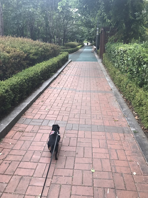 강아지 산책은 여유롭게 해야겠다