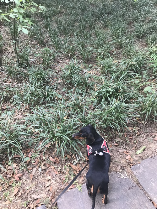 강아지 산책은 여유롭게 해야겠다