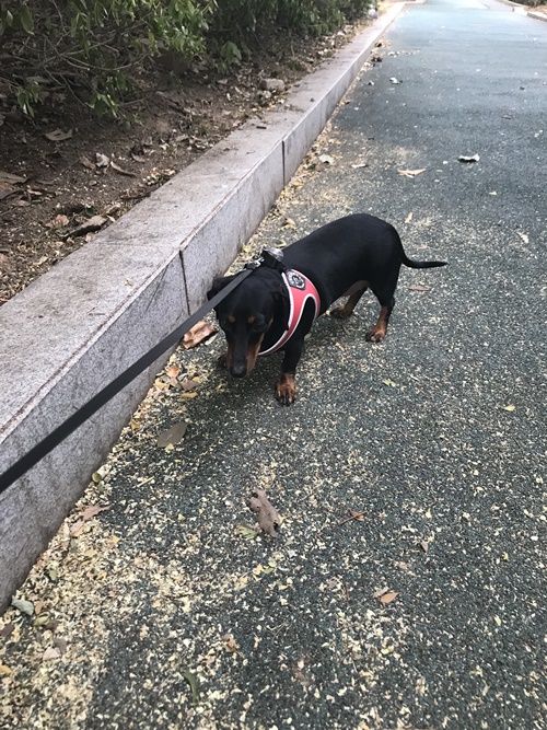 강아지 산책은 여유롭게 해야겠다