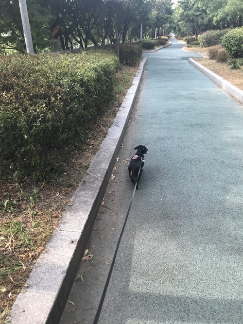 강아지 산책은 여유롭게 해야겠다