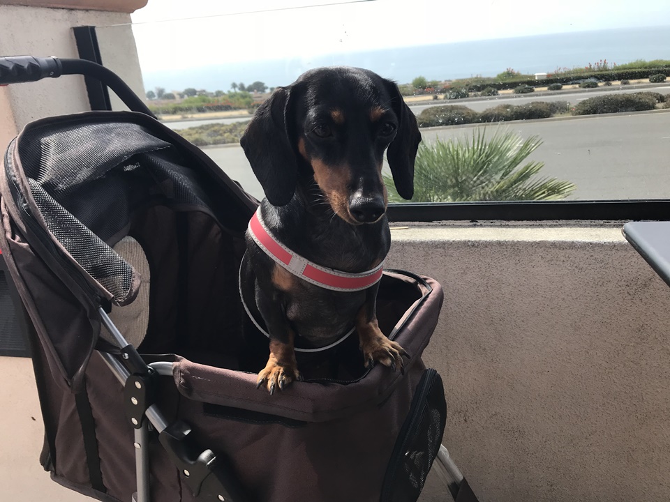  란초 팔로스 베르데스 (RANCHO PALOS VERDES), 스타벅스, 캘리포니아, CA