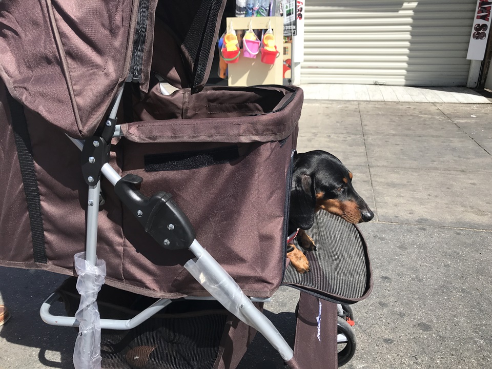 LA 베니스 비치 (Venice Beach), CA