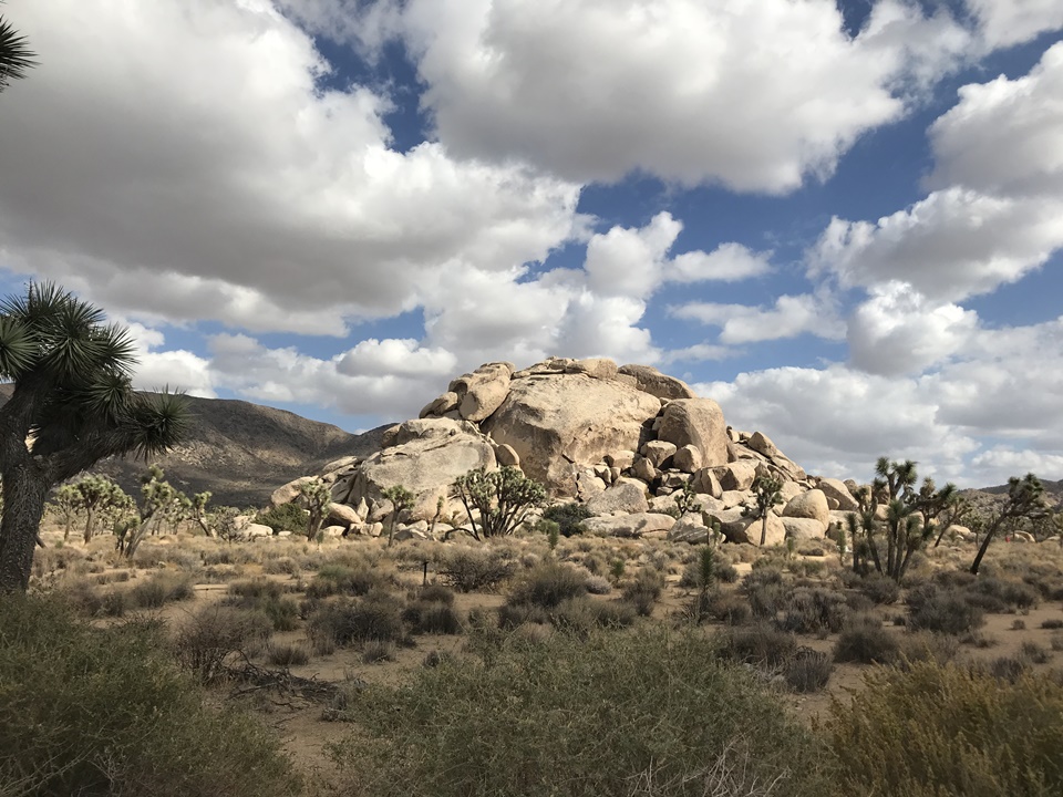  조슈아트리 국립공원(JOSHUA TREE NATIONAL PARK) – 캡락(Cap Rock), 캘리포니아, CA