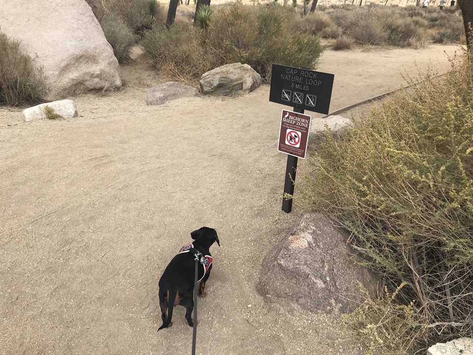  조슈아트리 국립공원(JOSHUA TREE NATIONAL PARK) – 캡락(Cap Rock), 캘리포니아, CA