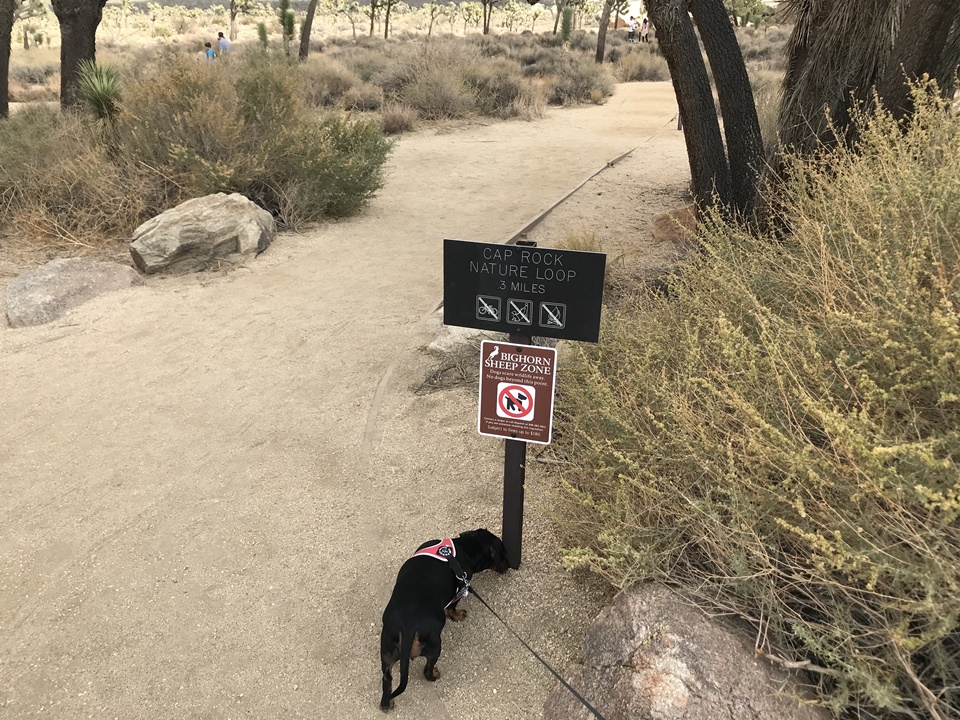  조슈아트리 국립공원(JOSHUA TREE NATIONAL PARK) – 캡락(Cap Rock), 캘리포니아, CA