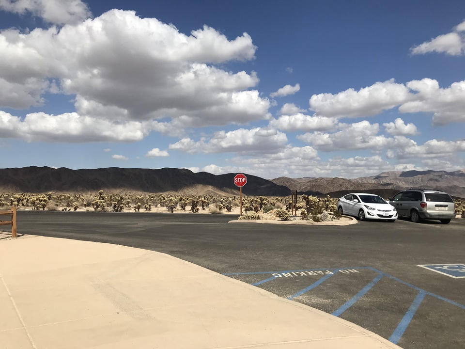 조슈아트리 국립공원(JOSHUA TREE NATIONAL PARK) – 초야 칵투스 가든(Cholla Cactus Garden Trail), 캘리포니아, CA