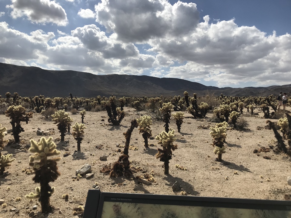  조슈아트리 국립공원(JOSHUA TREE NATIONAL PARK) – 초야 칵투스 가든(Cholla Cactus Garden Trail), 캘리포니아, CA