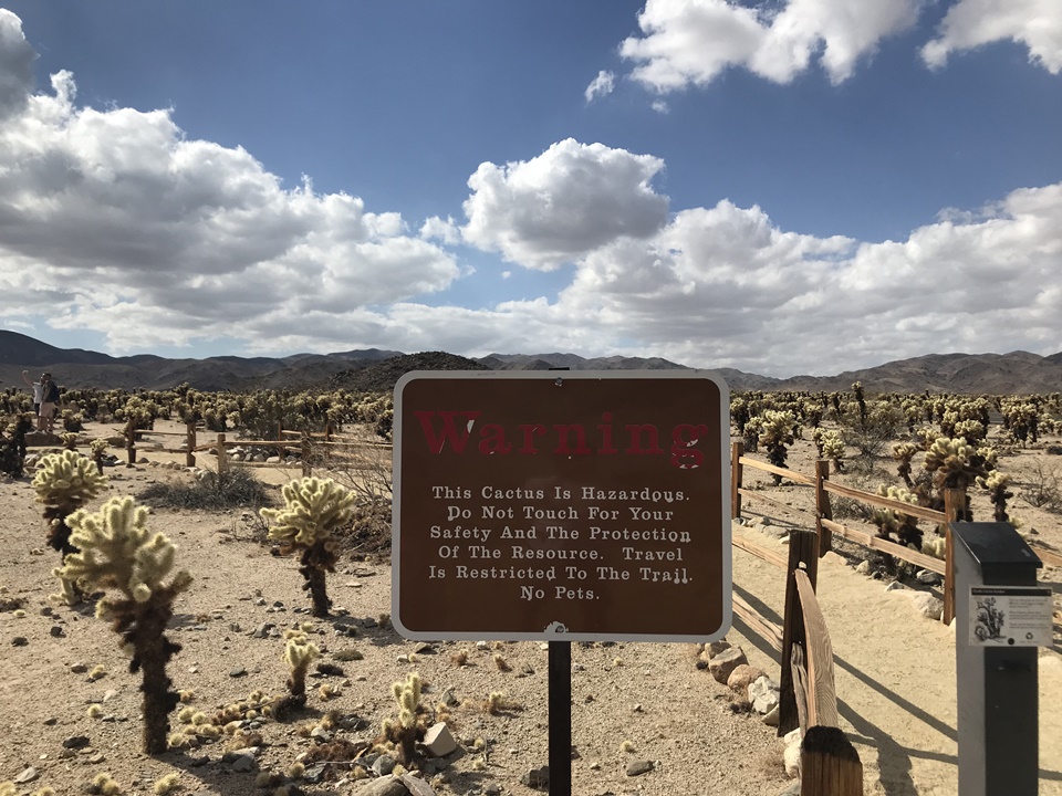  조슈아트리 국립공원(JOSHUA TREE NATIONAL PARK) – 초야 칵투스 가든(Cholla Cactus Garden Trail), 캘리포니아, CA