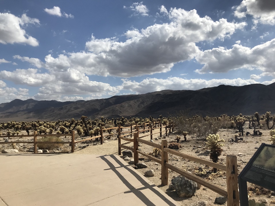  조슈아트리 국립공원(JOSHUA TREE NATIONAL PARK) – 초야 칵투스 가든(Cholla Cactus Garden Trail), 캘리포니아, CA