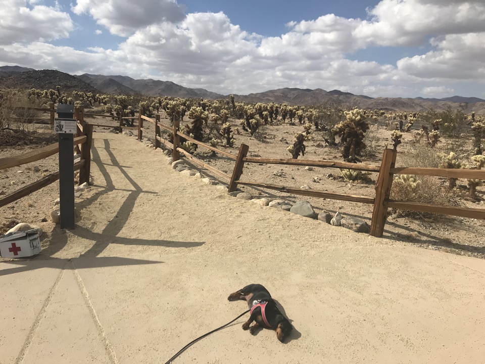  조슈아트리 국립공원(JOSHUA TREE NATIONAL PARK) – 초야 칵투스 가든(Cholla Cactus Garden Trail), 캘리포니아, CA