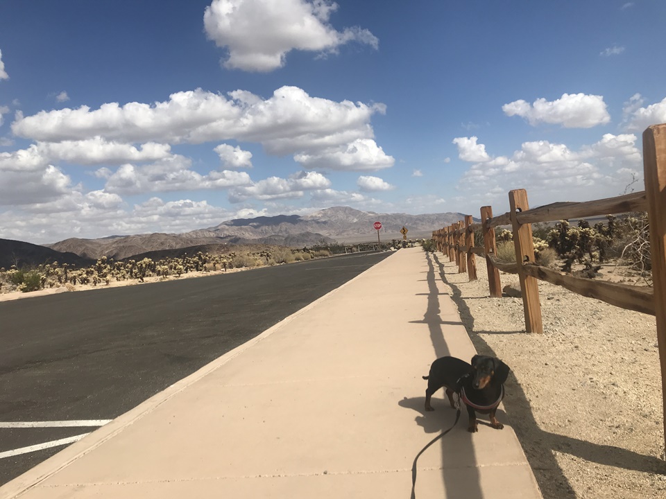 [애견동반 미국 서부 여행] 조슈아트리 국립공원(JOSHUA TREE NATIONAL PARK) – 초야 칵투스 가든(Cholla Cactus Garden Trail), 캘리포니아, CA