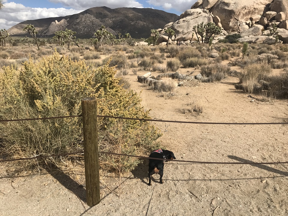  조슈아트리 국립공원(JOSHUA TREE NATIONAL PARK) – 초야 칵투스 가든(Cholla Cactus Garden Trail), 캘리포니아, CA