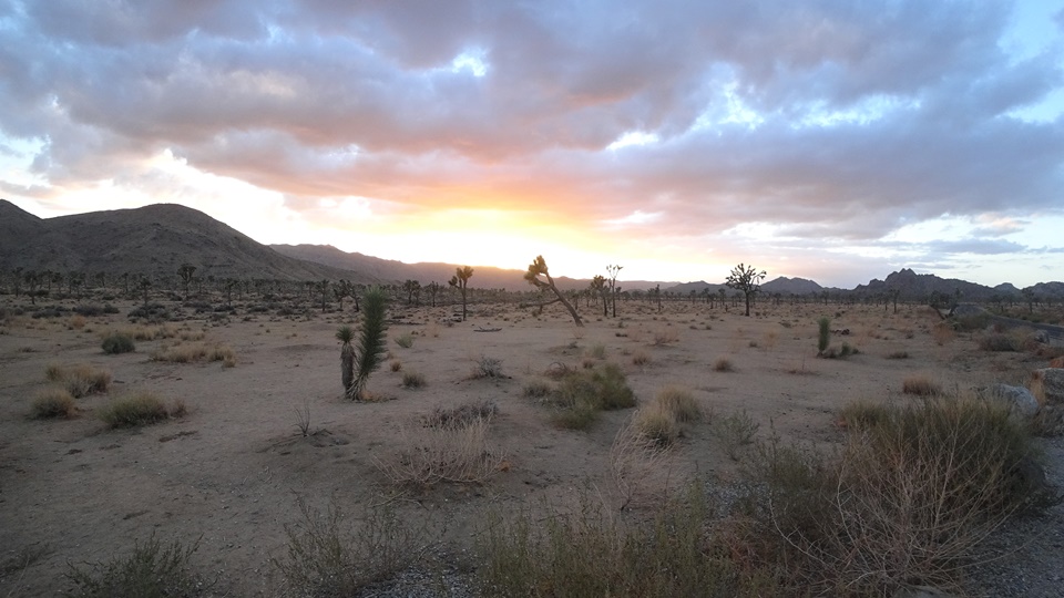  해질무렵의 조슈아트리 국립공원(JOSHUA TREE NATIONAL PARK), 캘리포니아, CA