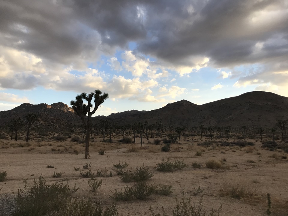  해질무렵의 조슈아트리 국립공원(JOSHUA TREE NATIONAL PARK), 캘리포니아, CA