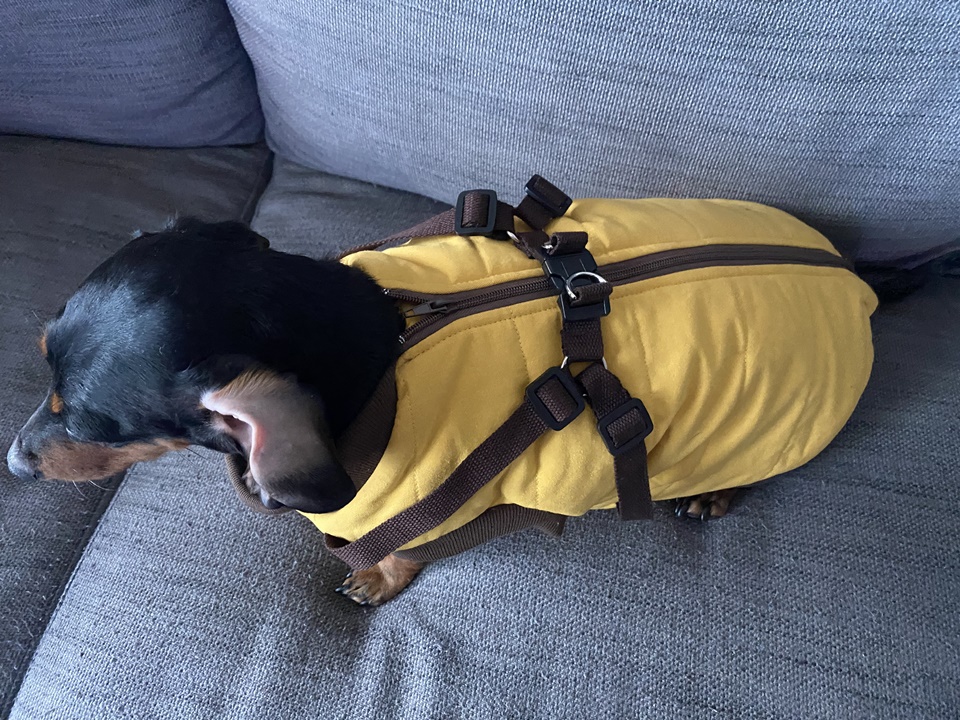 강아지패딩 입고 벗기 쉬운 하네스 일체형 바복스 만능패딩