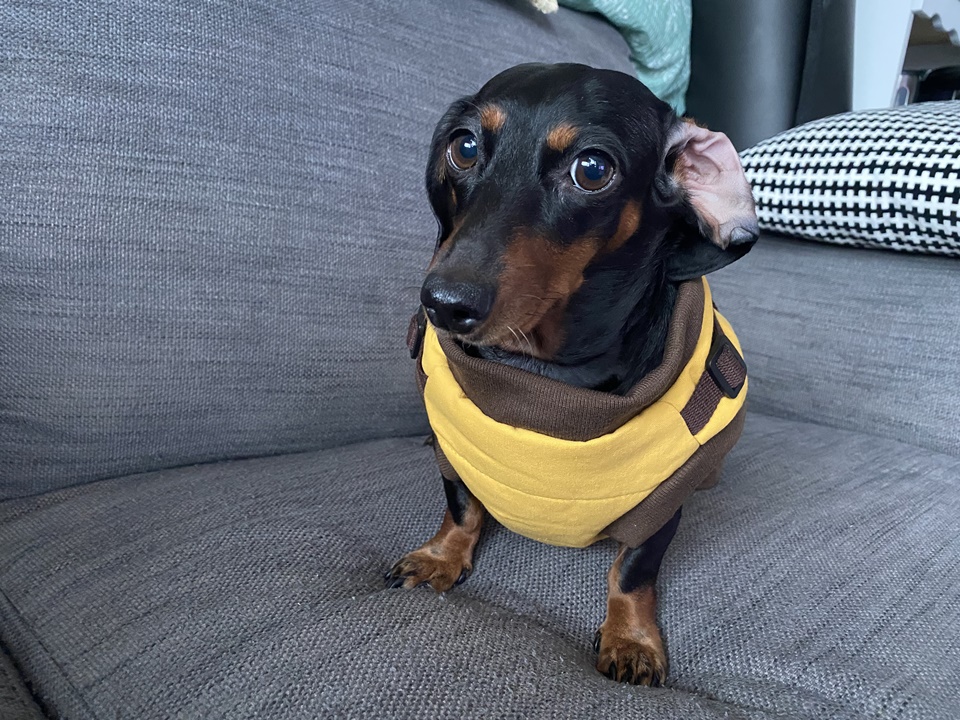 강아지패딩 입고 벗기 쉬운 하네스 일체형 바복스 만능패딩