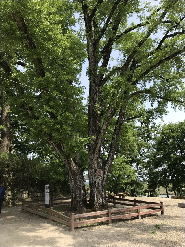 휠체어로 방문 가능한 여주 신륵사