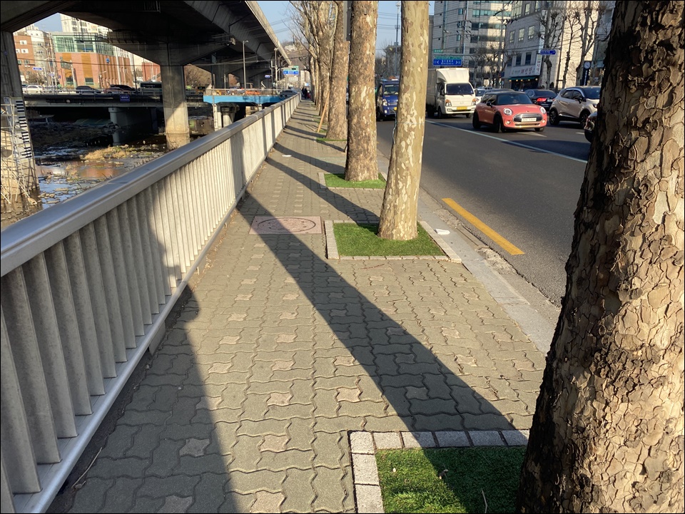 나무심기로 변한 길거리, 강아지와 산책하기 좋아졌습니다.
