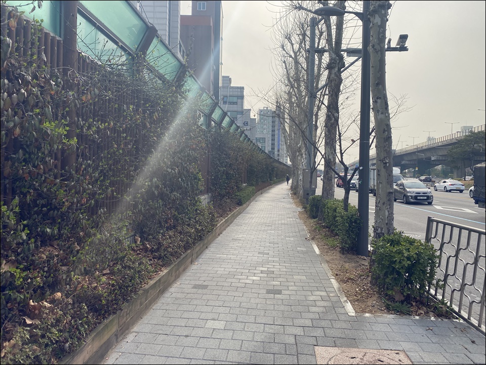 나무심기로 변한 길거리, 강아지와 산책하기 좋아졌습니다.