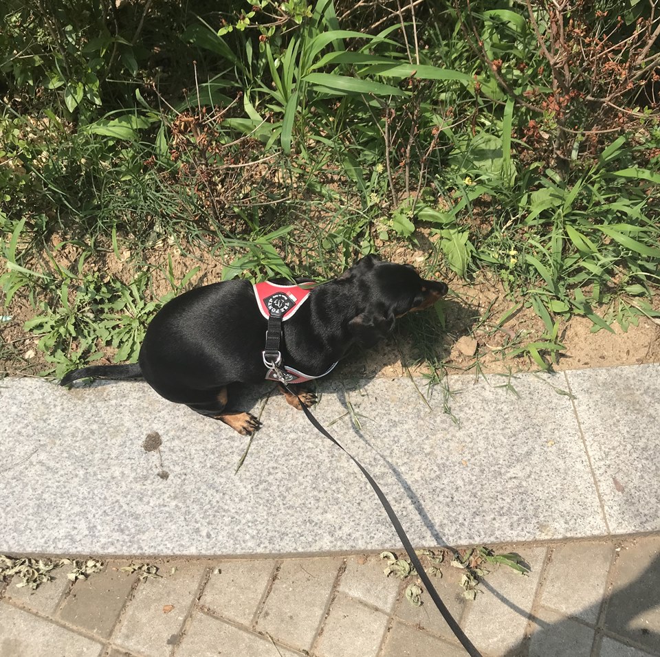 강아지 산책을 위한 배변훈련