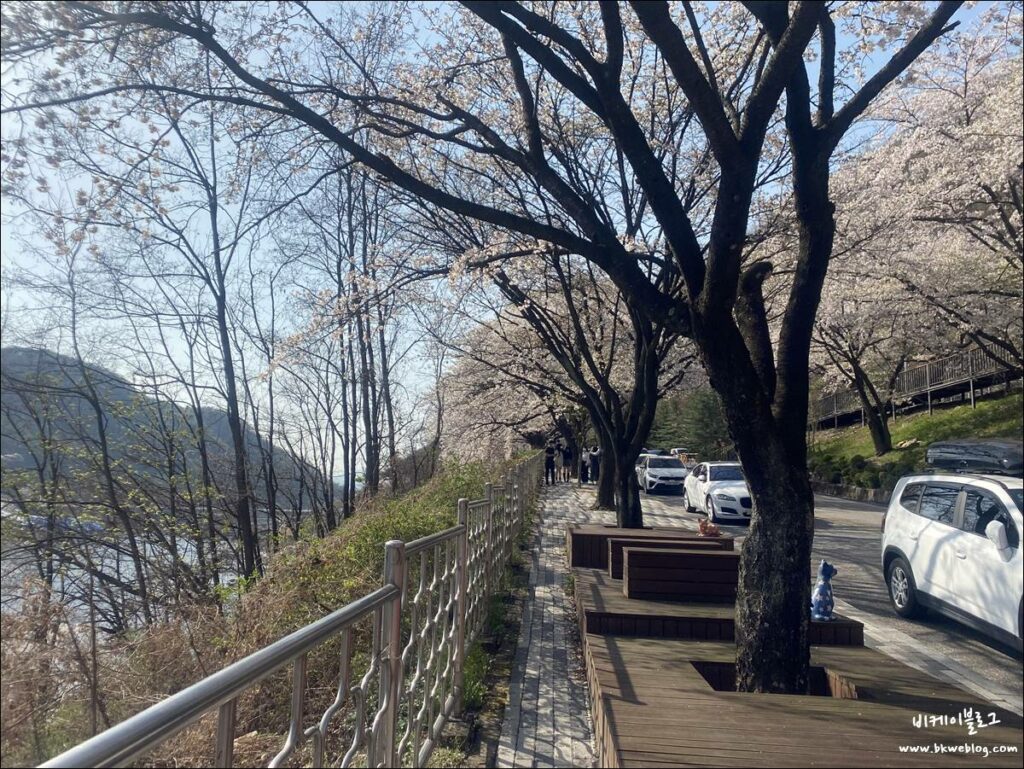 벚꽃 여행 충주 충주댐 방문기