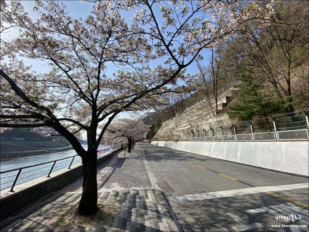 벚꽃 여행 충주 충주댐 방문기