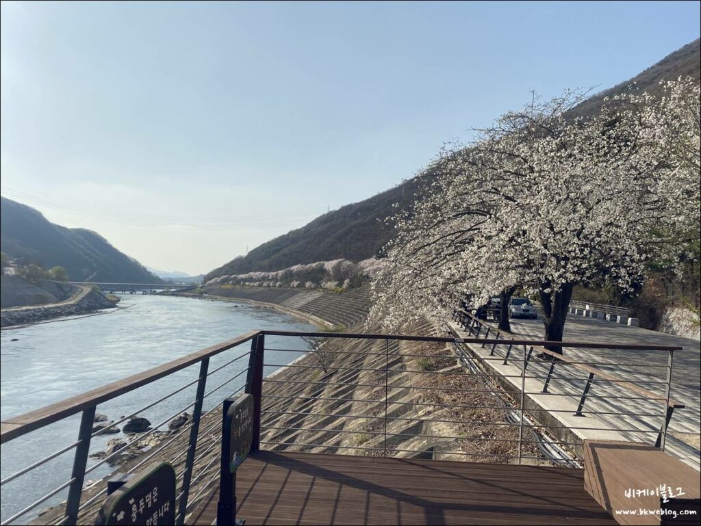벚꽃 여행 충주 충주댐 방문기
