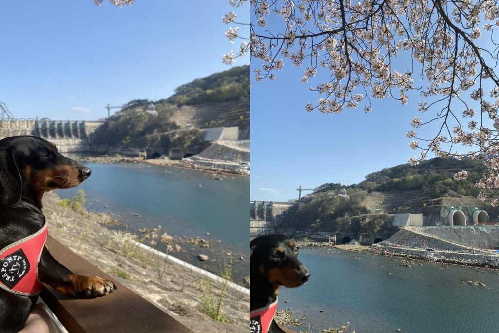 벚꽃 여행 충주 충주댐 방문기