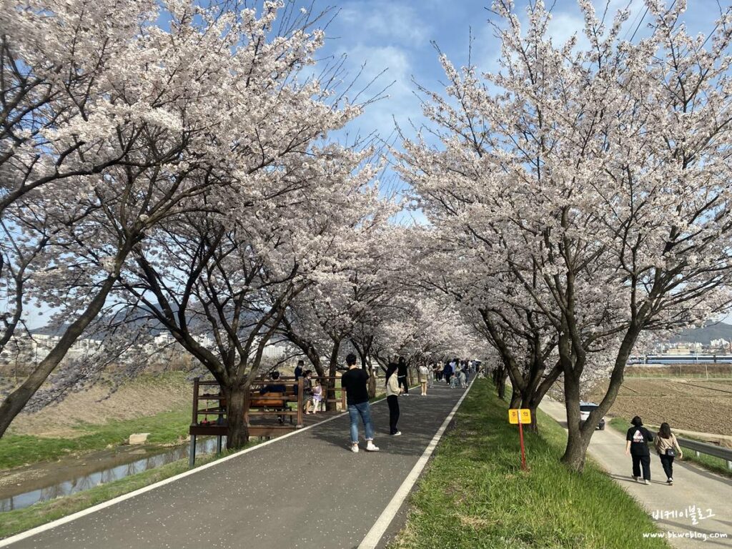 충주 벚꽃여행 하방마을 방문기