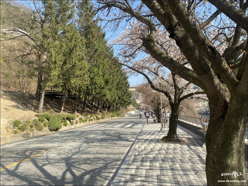 벚꽃 여행 충주 충주댐 방문기