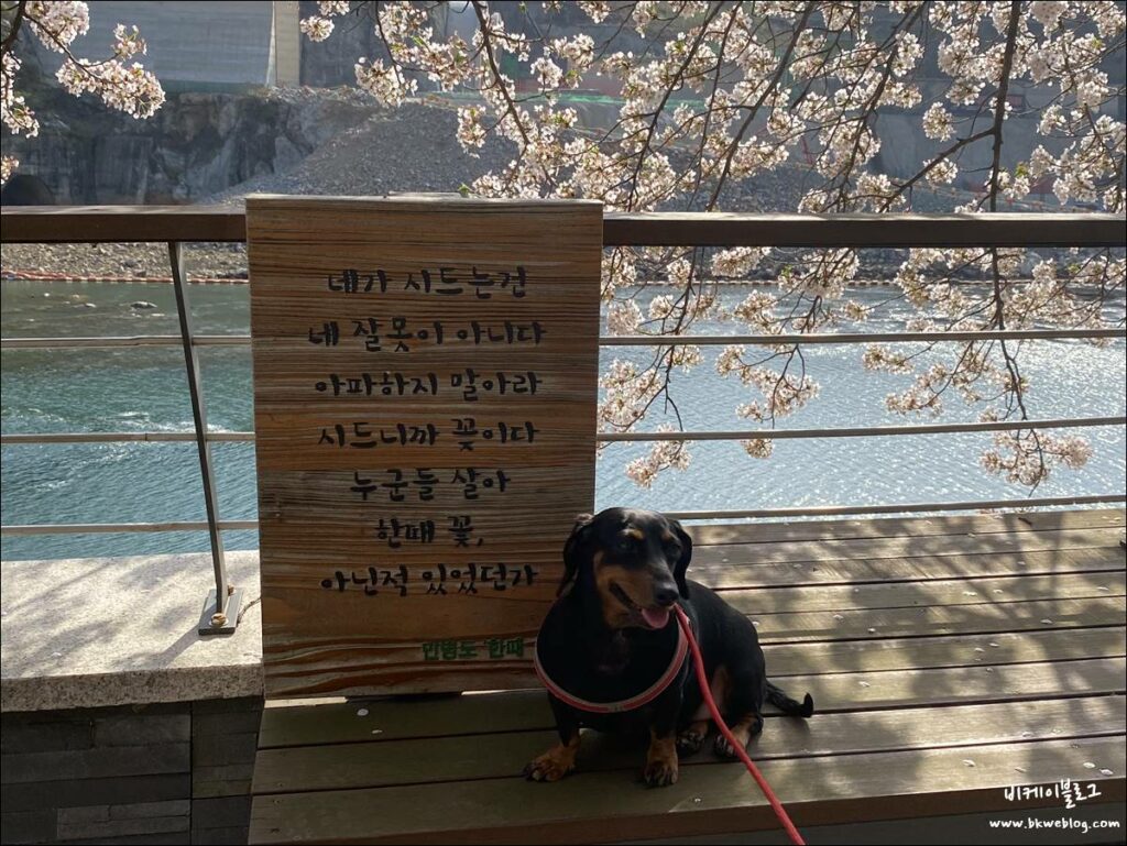 벚꽃 여행 충주 충주댐 방문기