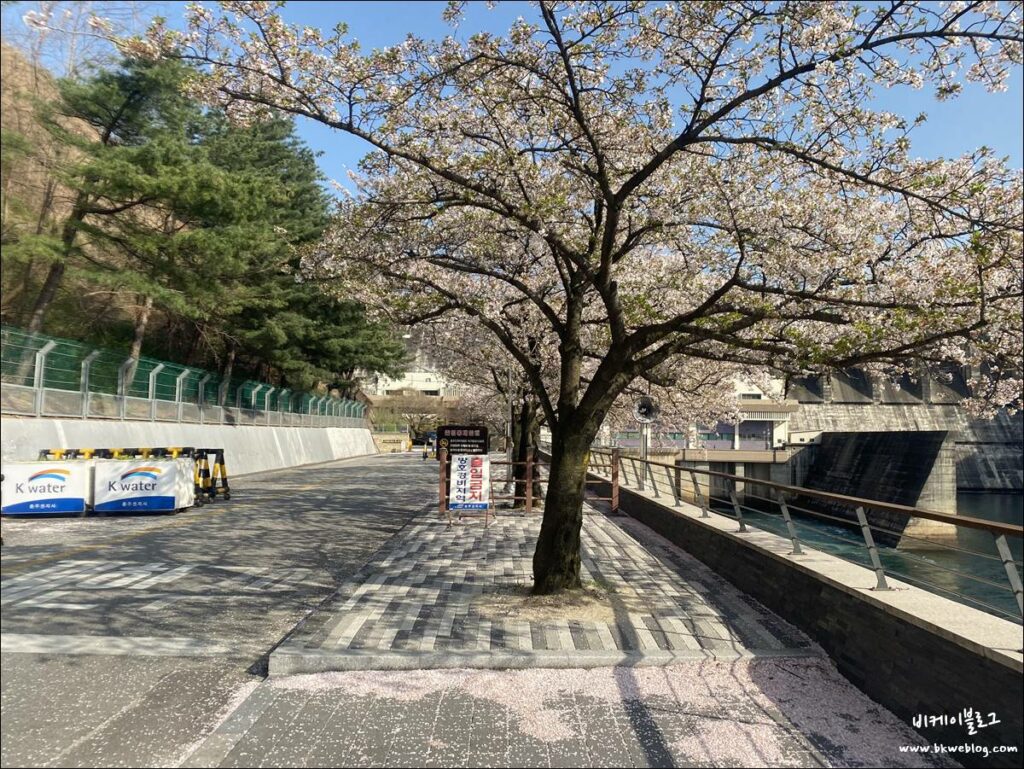 벚꽃 여행 충주 충주댐 방문기