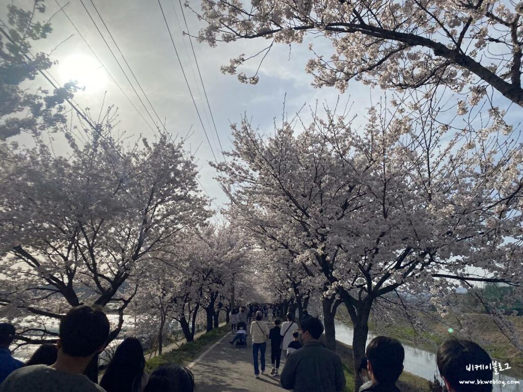 충주 벚꽃여행 하방마을 방문기