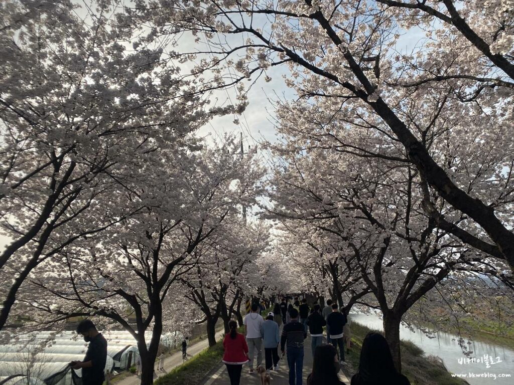 충주 벚꽃여행 하방마을 방문기