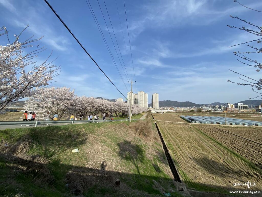 충주 벚꽃여행 하방마을 방문기