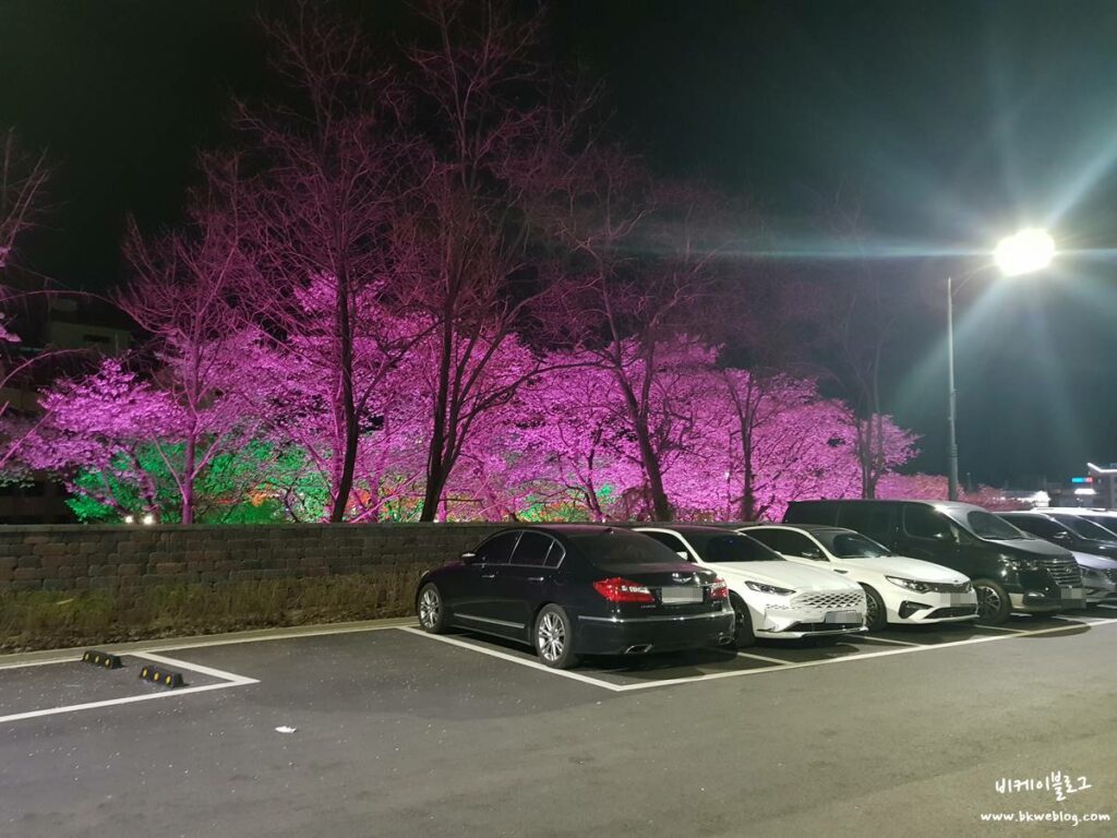 벚꽃 여행 충주 수안보 벚꽃길 방문기