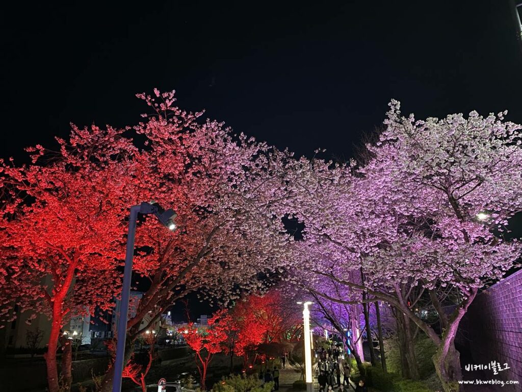 벚꽃 여행 충주 수안보 벚꽃길 방문기