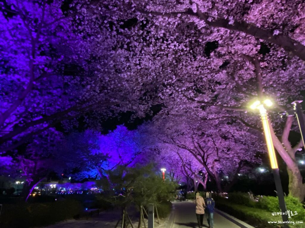 벚꽃 여행 충주 수안보 벚꽃길 방문기