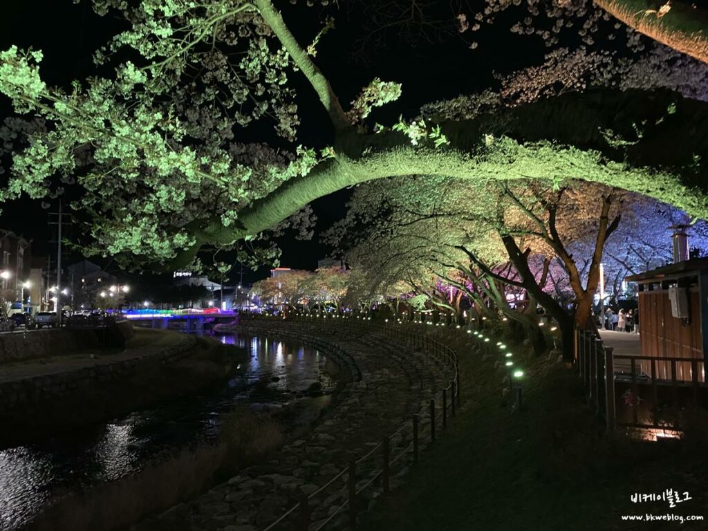 벚꽃 여행 충주 수안보 벚꽃길 방문기