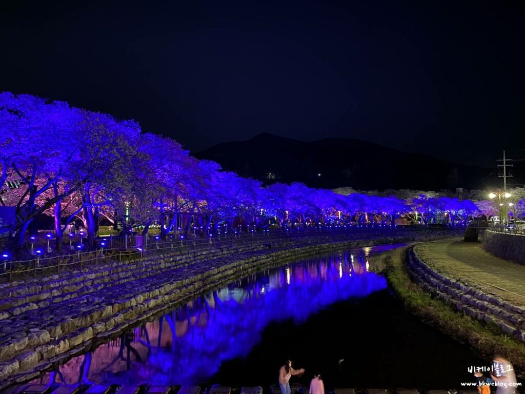 벚꽃 여행 충주 수안보 벚꽃길 방문기