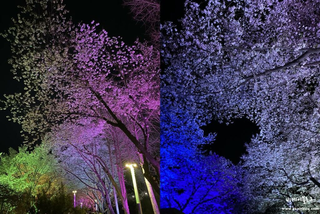 벚꽃 여행 충주 수안보 벚꽃길 방문기