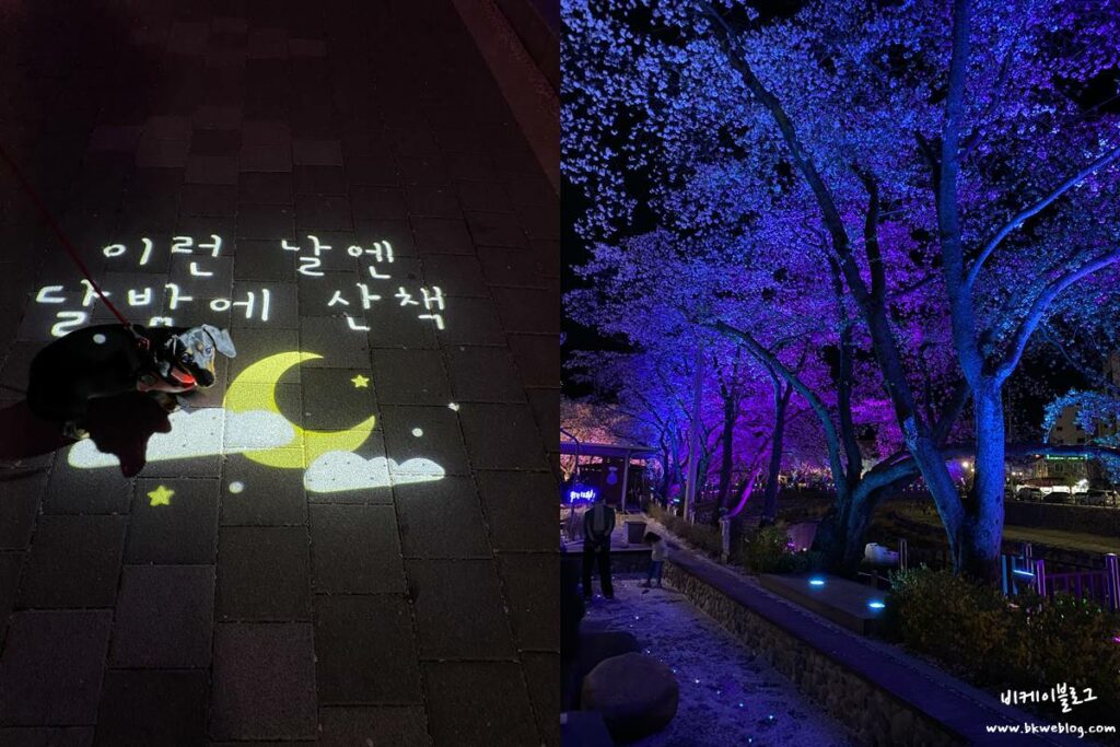 벚꽃 여행 충주 수안보 벚꽃길 방문기