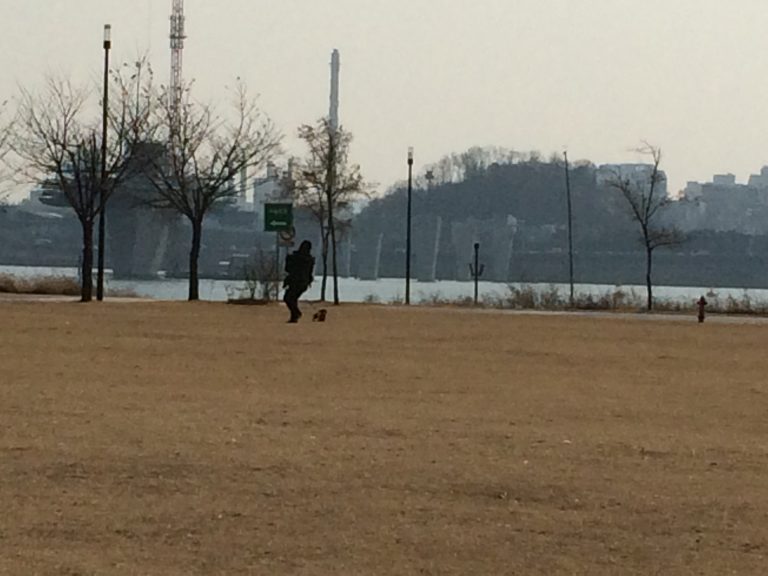 [유기견 입양] 닥스훈트 참깨 적응하기, 왜 버려졌을까?