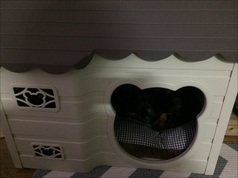 강아지 잠자리와 집 이야기
