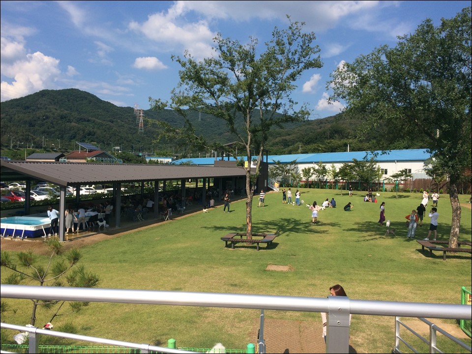 남양주 애견 운동장 도그맥스