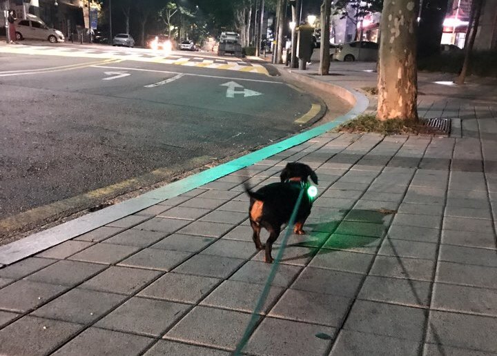 강아지 심야 산책의 좋은 점과 나쁜 점