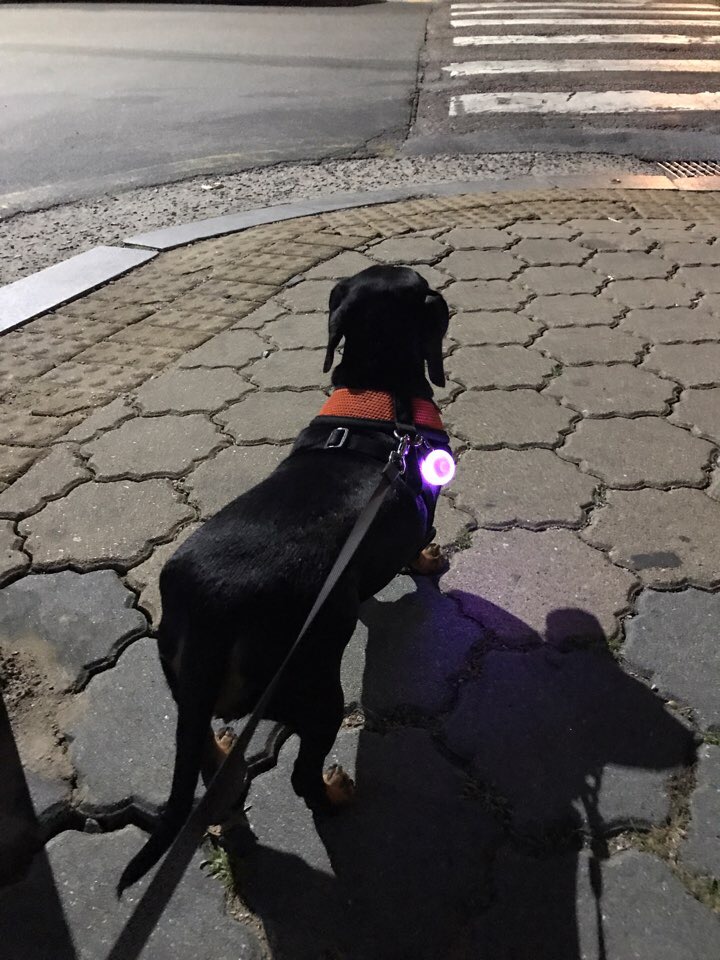 강아지 심야 산책의 좋은 점과 나쁜 점