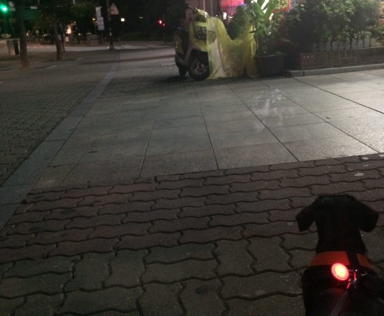 반려견 닥스훈트 참깨의 야간 동네산책